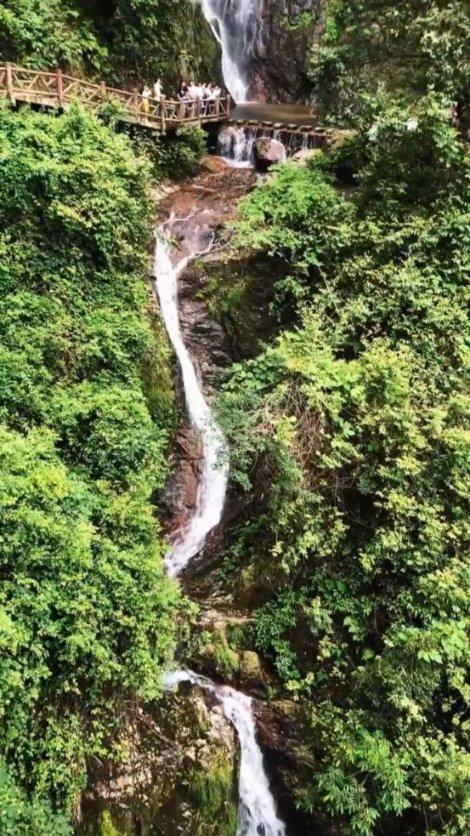 逃离奇异森林